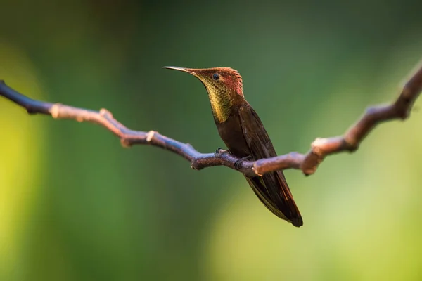 Ruby Topaz Kolibřík Chrysolampis Komár Létá Pěkném Zeleném Pozadí Trinidad — Stock fotografie