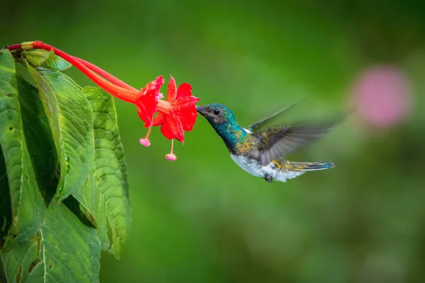 Sinekkuşu Yükselen Yağmur Ormanı Ortamında Güzel Bir Çiçek Nektarı Içme — Stok fotoğraf