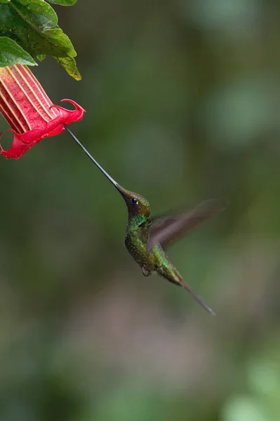 The Sword-billed Hummingbird, Ensifera ensifera is a neotropical species from Ecuador. He is hovering and drinking the nectar from the trumpet red flower. Dark green backround.
