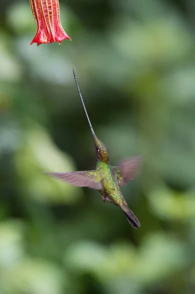 Hummingbird Dal Becco Spada Ensifera Ensifera Una Specie Neotropicale Dell — Foto Stock