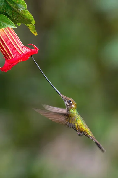 The Sword-billed Hummingbird, Ensifera ensifera is a neotropical species from Ecuador. He is hovering and drinking the nectar from the trumpet red flower. Dark green backround.