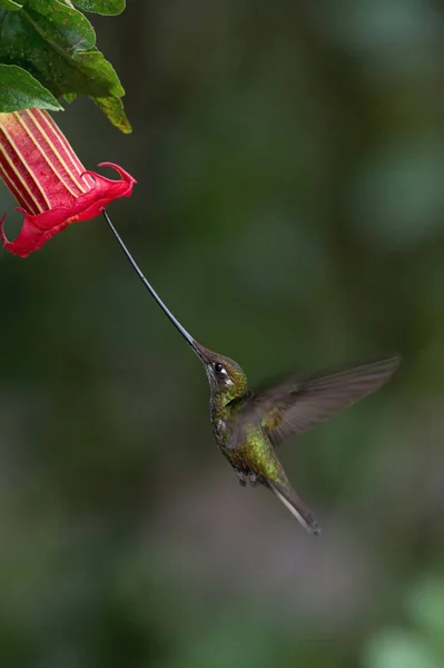 Sword Billed Hummingbird Ensifera Ensifera Neotropical Species Ecuador Hovering Drinking — Stock Photo, Image