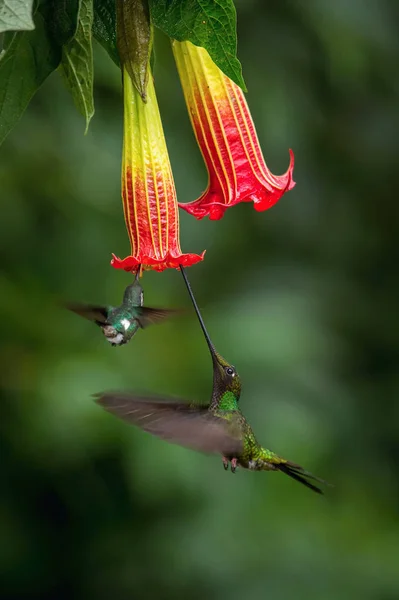 Hummingbird Σπαθί Ensifera Ensifera Είναι Ένα Νεοτροπικό Είδος Από Εκουαδόρ — Φωτογραφία Αρχείου