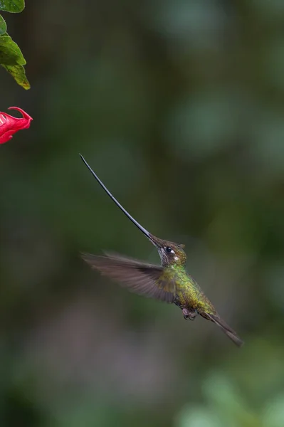 Kılıç Gagalı Hummingbird Ensifera Ensifera Ekvador Yaşayan Neotropik Bir Tür — Stok fotoğraf