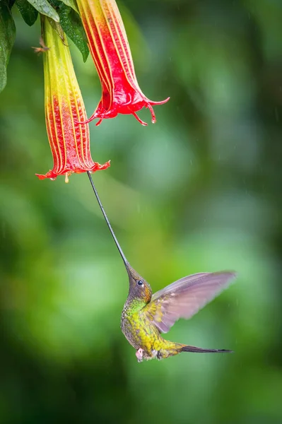 The Sword-billed Hummingbird, Ensifera ensifera is a neotropical species from Ecuador. He is hovering and drinking the nectar from the trumpet red flower. Dark green backround.