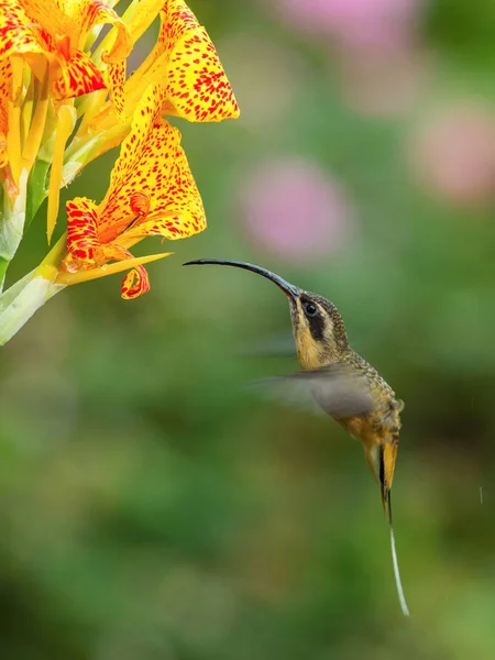 Beija Flor Está Pairando Bebendo Néctar Bela Flor Floresta Tropical — Fotografia de Stock