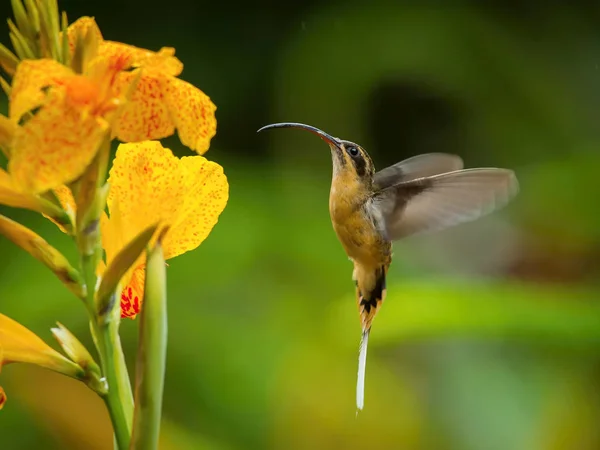 Beija Flor Está Pairando Bebendo Néctar Bela Flor Floresta Tropical — Fotografia de Stock