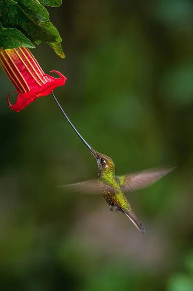 Sword Billed Hummingbird Ensifera Ensifera Neotropical Species Ecuador Hovering Drinking — Stock Photo, Image