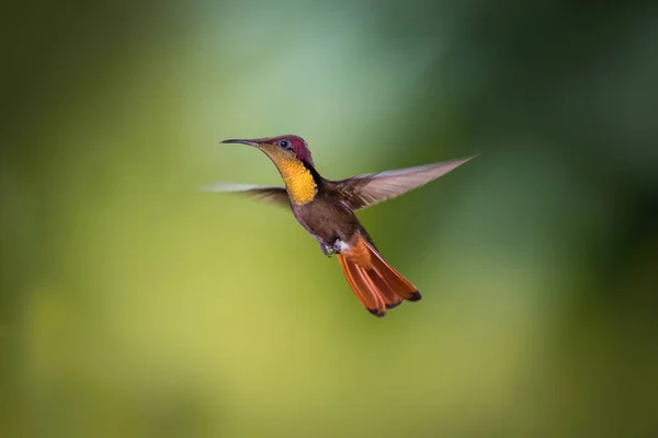 Ruby Topaz Hummingbird Κουνούπι Chrysolampis Πετάει Ωραίο Πράσινο Φόντο Τρινιντάντ — Φωτογραφία Αρχείου