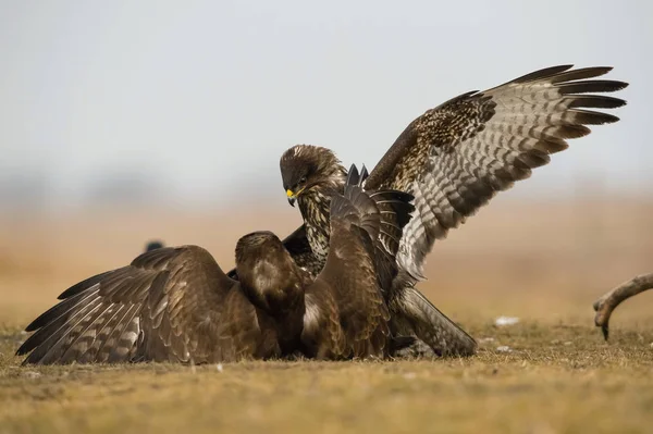 Vanliga Vråkarna Buteo Buteo Kämpar Höst Färgmiljö Vilda Djur Hotar — Stockfoto