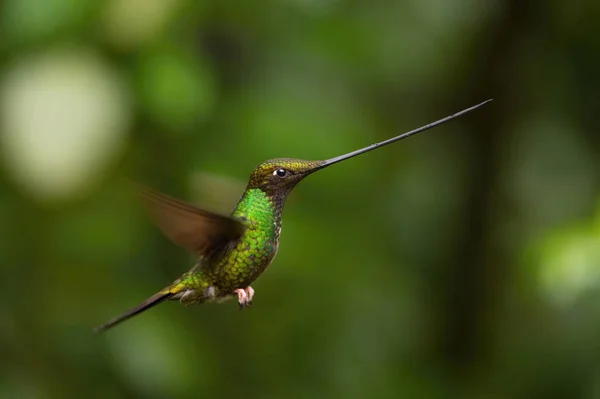 Sword Billed Hummingbird Ensifera Ensifera Neotropical Species Ecuador Hovering Drinking — Stock Photo, Image