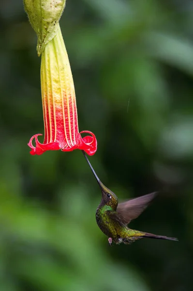 Ensifera Ensifera Ensifera Uma Espécie Neotropical Equador Ele Está Pairando — Fotografia de Stock