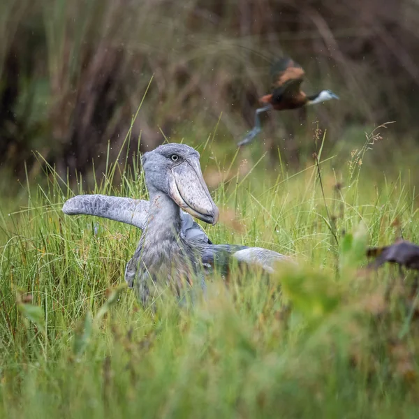 Majestuoso Pájaro Los Humedales Excelente Pescador Encuentra Ambiente Verde Típico — Foto de Stock