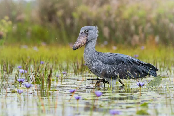 Shoebill, Balaeniceps rex, olarak da bilinen whalehead veya ayakkabı gagalı leylek, çok büyük bir leylek gibi kuştur. Adı büyük kendi ayakkabı şeklindeki Bill'den kaynaklanmaktadır. Sulak, mavi çiçek yürüyüş