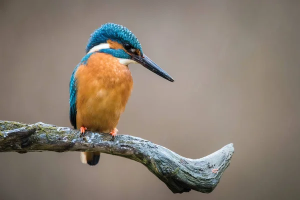 일반적인 Kingfisher Alcedo Atthis 스틱에 다채로운 Backgound 기다리고 — 스톡 사진