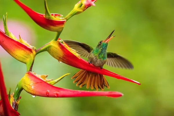 Rufous Tailed Koliber Siedzi Czerwonym Egzotycznym Kwiecie Otwartymi Skrzydłami Zielonym — Zdjęcie stockowe