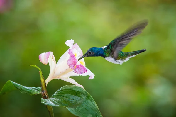 Beija Flor Está Subindo Bebendo Néctar Bela Flor Ambiente Floresta — Fotografia de Stock