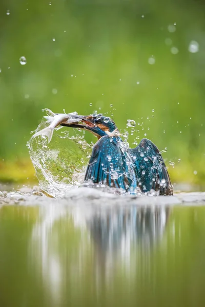 Mergulhador Common Kingfisher Alcedo Atthis Está Voando Com Sua Presa — Fotografia de Stock