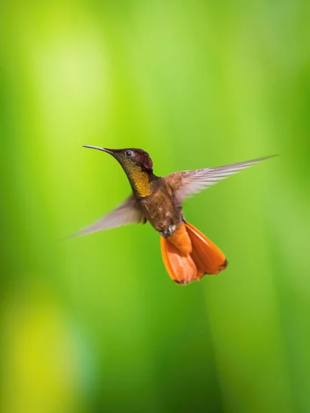 Ruby Topaz Hummingbird Chrysolampis Mosquitus Está Voando Bom Fundo Verde — Fotografia de Stock