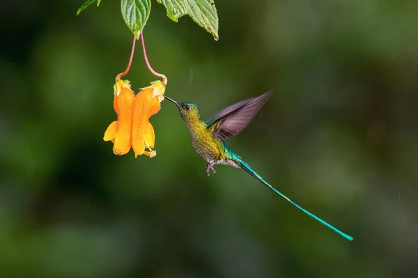 Kolibřík Vznáší Pije Nektar Krásné Květiny Deštném Pralese Létání Dlouhoocasý Stock Obrázky