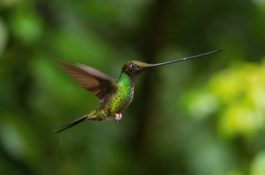 Kılıç gagalı Hummingbird, Ensifera ensifera, Ekvador 'da yaşayan neotropik bir tür. Süzülüyor ve trompet kırmızı çiçeğinin nektarını içiyor. Koyu yeşil arka plan.