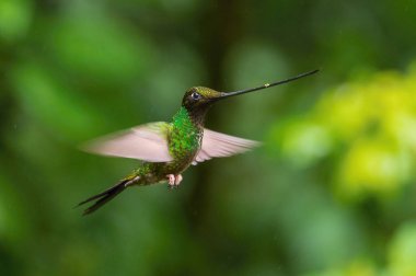Kılıç gagalı Hummingbird, Ensifera ensifera, Ekvador 'da yaşayan neotropik bir tür. Süzülüyor ve trompet kırmızı çiçeğinin nektarını içiyor. Koyu yeşil arka plan.