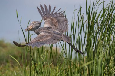 Görkemli sulak ve mükemmel bir balıkçı tipik yeşil ortamında kuştur. Bu sadece caugh onun hayvanın avı - balık ve uçup. Shoebill (balaeniceps rex) veya Shoe-Billed Stor