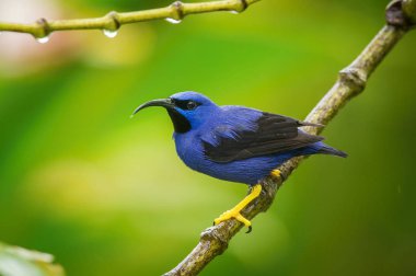 Mor Honeycreeper, Cyanerpes Caeruleus yeşil artalan, şaşırtıcı mavi renkli kuş, Trinidad dalında oturuyor