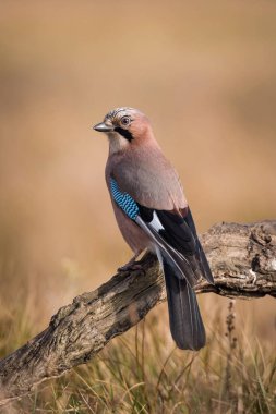 Bayağı alakarga, şube, renkli arka plan ve güzel yumuşak ışık, güzel tipik mavi kanat s tüyleri Garrulus glandarius oturuyor