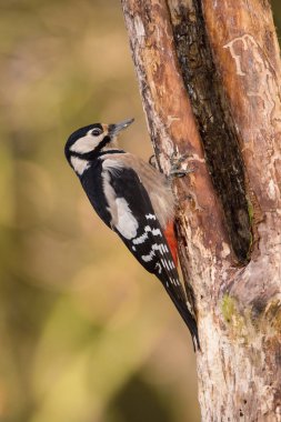 Büyük Benekli Ağaçkakan, Dendrocopos Major ormanın bir yerindeki ağacın dalında, renkli bir arka plan ve hoş yumuşak bir ışık altında oturuyor.