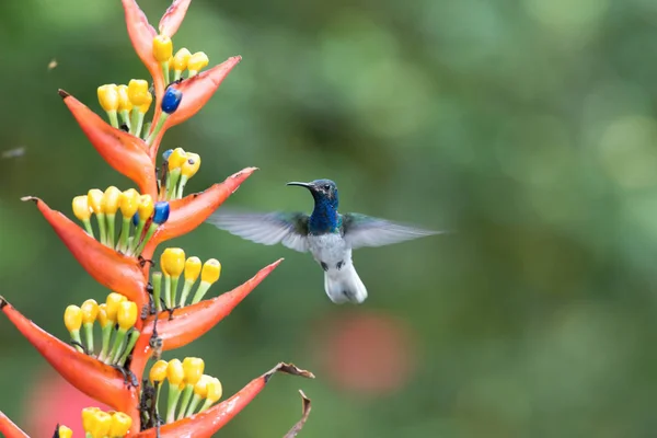 Colibrí Está Volando Bebiendo Néctar Hermosa Flor Ambiente Selva Tropical —  Fotos de Stock