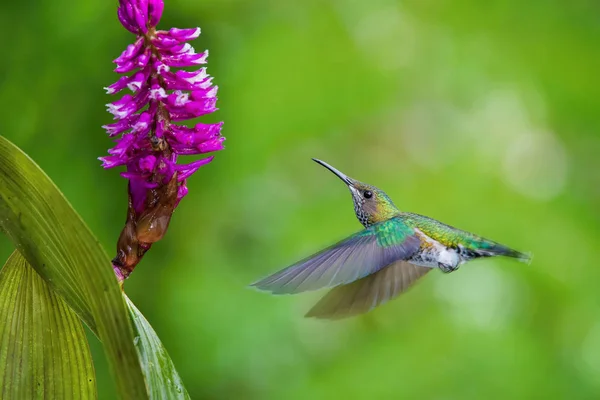 Beija Flor Está Subindo Bebendo Néctar Bela Flor Ambiente Floresta — Fotografia de Stock