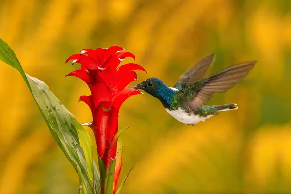 Beija Flor Está Subindo Bebendo Néctar Bela Flor Ambiente Floresta — Fotografia de Stock