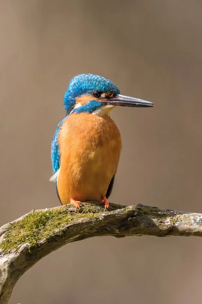 일반적인 Kingfisher Alcedo Atthis 스틱에 다채로운 Backgound 기다리고 — 스톡 사진