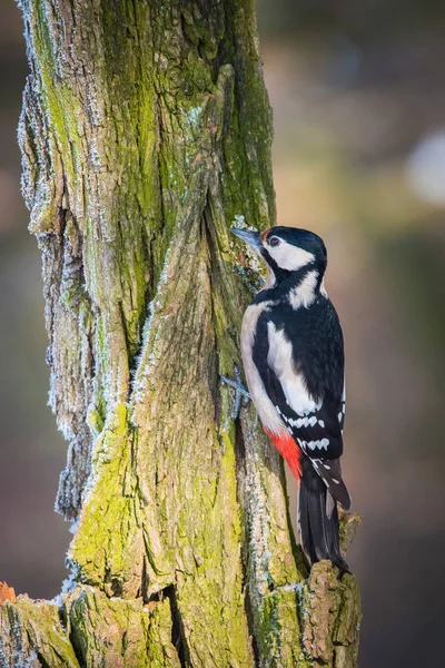 Der Buntspecht Dendrocopos Major Sitzt Auf Dem Ast Eines Baumes — Stockfoto