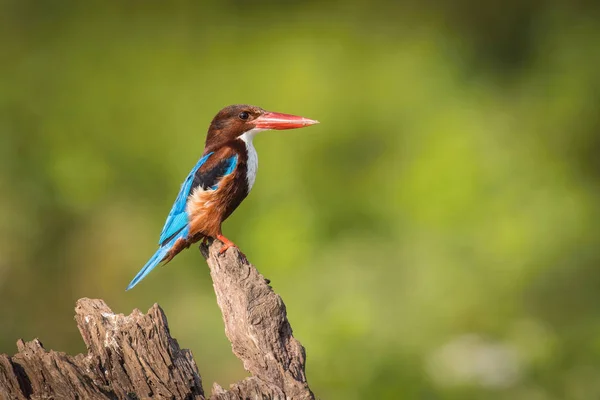 Beyaz boğazlı Kingfisher, Halcyon İzmir çubuğun üzerinde oturuyor ve poz veriyor. Şafak vakti Sri Lank 'te avını bekliyor.