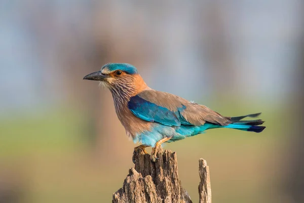 Die Indische Walze Coracias Benghalensis Sitzt Und Posiert Auf Dem — Stockfoto