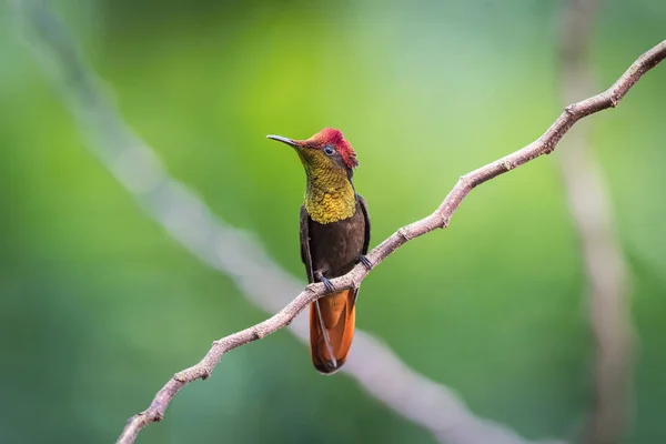 Ruby Topaz Hummingbird Sitting Branch Green Background — Stock Photo, Image