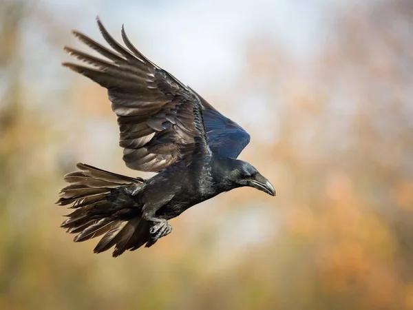 Ortak Raven, Corvus corax sonbahar renk backgroung, Polonya uçuyor