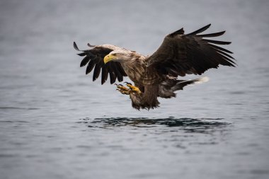 Beyaz kuyruklu Kartal, Haliaeetus albicilla sudan bir balık yakalamış, vahşi hayatın renkli bir ortamı. Ayrıca Ern, Erne, Gri Kartal, Avrasya Deniz Kartalı olarak da bilinir. Güzel yaz geçmişi..