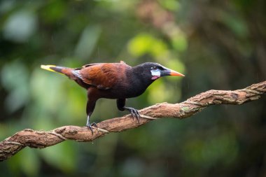 Psarocolius montezuma, Montezuma ya da opendola Kuş, Costa Ric 'in güzel doğal ortamında, dalın üzerine tünemiştir.