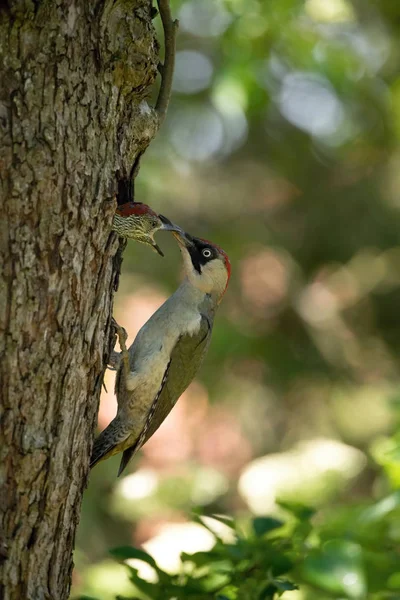 Der Europäische Grünspecht Picus Viridis Füttert Seine Küken Vor Dem — Stockfoto