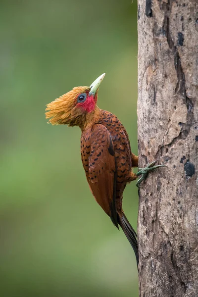 Celeus Castaneus Chestnut Colored Woodpecker Bird Perched Tree Trunk Nice — Stock Photo, Image