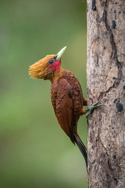 Celeus Castaneus Pica Pau Cor Castanha Pássaro Está Empoleirado Tronco — Fotografia de Stock