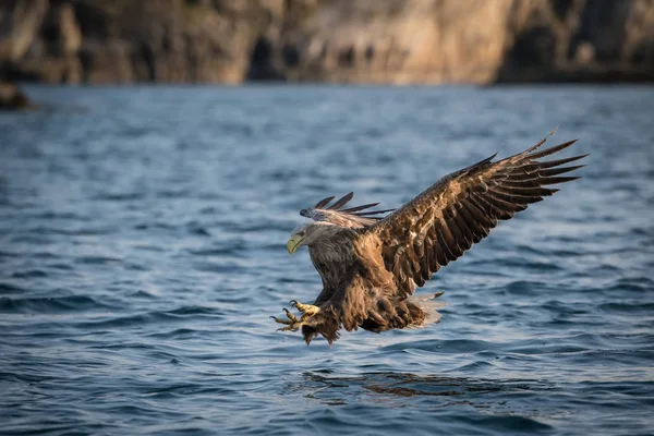 Vitstjärtad Örn Haliaeetus Albicilla Har Precis Fångat Fisk Från Vatten — Stockfoto