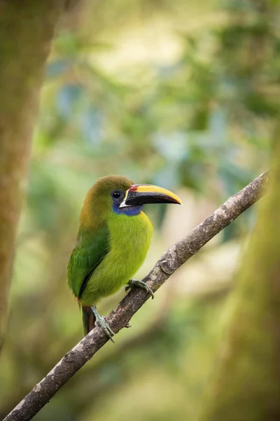 Aulacorhynchus Prasinus Emerald Toucanetコスタリカの素晴らしい野生動物の自然環境の中で 鳥は枝に覆われています — ストック写真