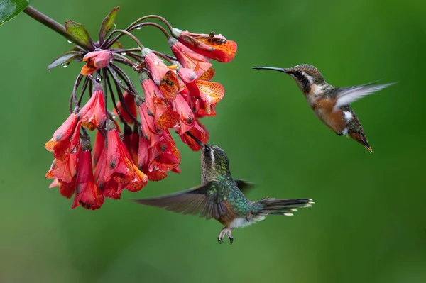 Two Hummingbirds Meeting Amazing Red Bloom Forest Rain Speckled Hummingbird — Stock Photo, Image