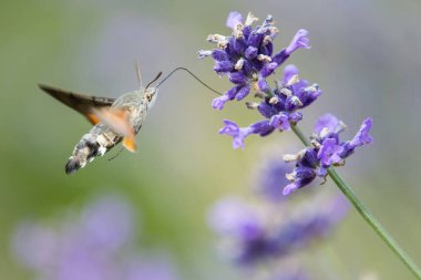 Şahin güvesi Macroglossum stellatarum bahçemizdeki güzel çiçeğin nektarını içiyor. Renkli arka planda uçan güve.