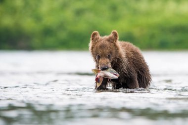 Kamçatka kahverengi ayısı Ursus arctos beringianus Kamçatka 'daki Kuril Gölü' nde somon yakalar.