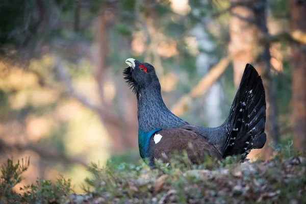 Den Västra Capercaillie Tetrao Urogallus Även Känd Som Wood Grouse — Stockfoto